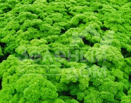 Семена петрушки Петра / Petra,85 дней купить оптом и в розницу в Украине по выгодной цене