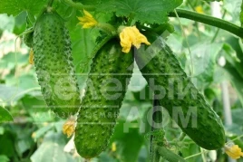 Семена огурцов Левина F1 / Levina F1,40-45 дней купить оптом и в розницу в Украине по выгодной цене
