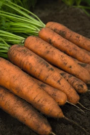 Семена моркови Белградо F1 / Belgrado F1,110-115 дней купить оптом и в розницу в Украине по выгодной цене