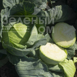 Насіння капусти білокачанної Кататор F1 / Katator F1,80-85 днів купити оптом і в роздріб в Україні за вигідною ціною