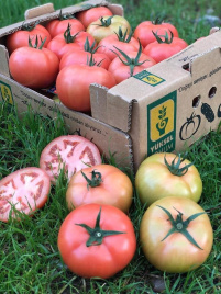 Насіння томатів Пінк Нагетс F1 / Pink Nagets F1 купити оптом і в роздріб в Україні за вигідною ціною