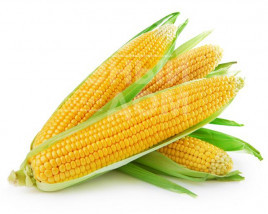 Насіння кукурудзи Елемент F1/ Element F1, 82 дні купити оптом і в роздріб в Україні за вигідною ціною