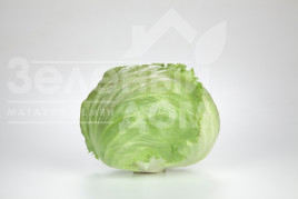 Насіння салату Сантарінас / Santarinas купити оптом і в роздріб в Україні за вигідною ціною