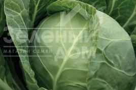 Насіння капусти білокачанної Міррор F1 / Mirror F1,47 - 50 днів купити оптом і в роздріб в Україні за вигідною ціною