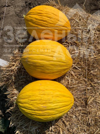 Насіння дині Егназіо F1 / Egnazio F1,65-70 днів купити оптом і в роздріб в Україні за вигідною ціною