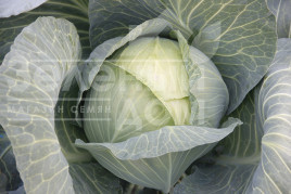 Насіння капусти білокачанної Віват F1 / Vivat F1 купити оптом і в роздріб в Україні за вигідною ціною