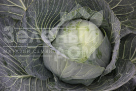 Насіння капусти білокачанної Артек F1 / Artek F1,80-85 днів купити оптом і в роздріб в Україні за вигідною ціною