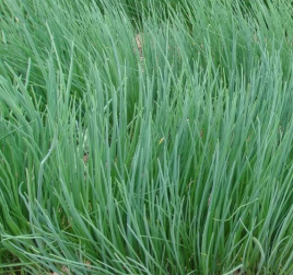 Цибуля на перо Біггі / Biggi купити оптом і в роздріб в Україні за вигідною ціною