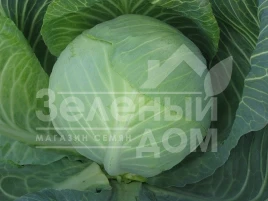Семена капусты белокочанной Анкома F1 / Ancoma F1,120-130 дней купить оптом и в розницу в Украине по выгодной цене