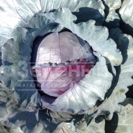 Семена капусты краснокочанной Ред Класс F1 / Red Klass F1,80-85 дней купить оптом и в розницу в Украине по выгодной цене