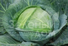 Семена капусты белокочанной Кастелло F1 / Castello F1,80 дней купить оптом и в розницу в Украине по выгодной цене