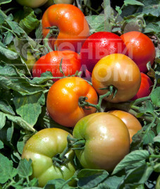 Насіння томатів Трібека F1 / Tribeca F1,70-75 днів купити оптом і в роздріб в Україні за вигідною ціною