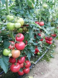 Томат Манарола F1 / Manarola F1 купить оптом и в розницу в Украине по выгодной цене