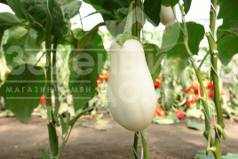 Насіння баклажанів Бібо F1 / Bibo F1,50-55 днів купити оптом і в роздріб в Україні за вигідною ціною