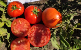 Насіння томатів БТ 236 F1 / BT 236 F1,80-85 днів купити оптом і в роздріб в Україні за вигідною ціною