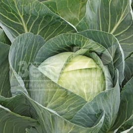 Семена капусты белокочанной Сторидор F1 / Storidor F1,130-135 дней купить оптом и в розницу в Украине по выгодной цене