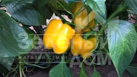 Семена сладкого перца Абей F1 / Abey F1 купить оптом и в розницу в Украине по выгодной цене