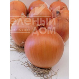 Цибуля ріпчаста Скапіно F1 / Skapino F1,105-110 днів купити оптом і в роздріб в Україні за вигідною ціною