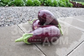 Семена баклажана Лейре F1 / Leire F1,95-100 дней купить оптом и в розницу в Украине по выгодной цене