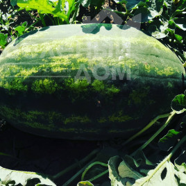 Насіння кавуна Монро F1 (INX 1723) / Monro F1 (INX 1723),60-62 дні купити оптом і в роздріб в Україні за вигідною ціною