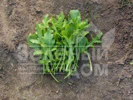 Семена рукколы Джолизия / Jolizia купить оптом и в розницу в Украине по выгодной цене