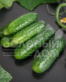 Семена огурцов Циркон F1 / Zircon F1,45-50 дней купить оптом и в розницу в Украине по выгодной цене