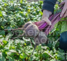 Семена свеклы Беттолло F1 / Bettollo F1,115 дней купить оптом и в розницу в Украине по выгодной цене