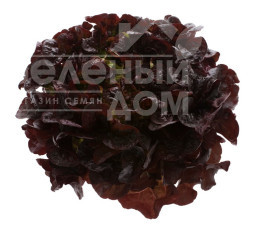 Насіння салату Руксай / Rouxai купити оптом і в роздріб в Україні за вигідною ціною