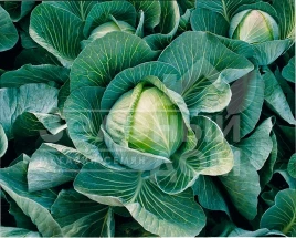 Семена капусты белокочанной Харрикейн F1 / Hurricane F1,97 дней купить оптом и в розницу в Украине по выгодной цене