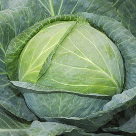 Насіння капусти білокачанної Одіссей F1 / Odissey F1 купити оптом і в роздріб в Україні за вигідною ціною