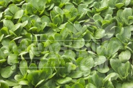 Семена салата Диона / Dione купить оптом и в розницу в Украине по выгодной цене