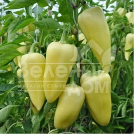 Семена сладкого перца Суперами F1 / Superamy F1,60-70 дней купить оптом и в розницу в Украине по выгодной цене