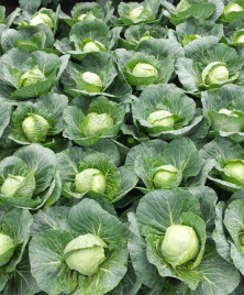 Насіння капусти білокачанної Престар F1 / Prestar F1,50 днів купити оптом і в роздріб в Україні за вигідною ціною