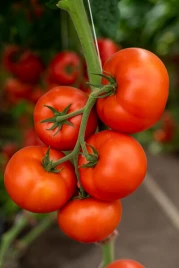 Семена томатов Анненфелд F1 / Annenfeld F1 купить оптом и в розницу в Украине по выгодной цене