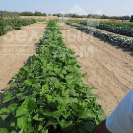 Насіння квасолі Вера / Vera, 50-55 днів купити оптом і в роздріб в Україні за вигідною ціною