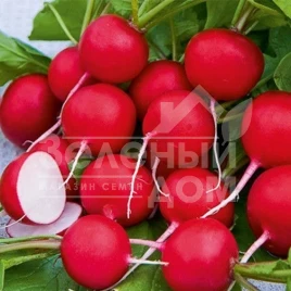Семена редиса Сакса 2 / Saxa 2,25-30 дней купить оптом и в розницу в Украине по выгодной цене
