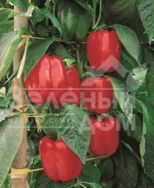 Семена сладкого перца Мазурка F1 / Mazurka F1,80-85 дней купить оптом и в розницу в Украине по выгодной цене