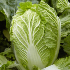 Насіння капусти пекінської Маріо F1 / Mario F1,62-65 днів купити оптом і в роздріб в Україні за вигідною ціною
