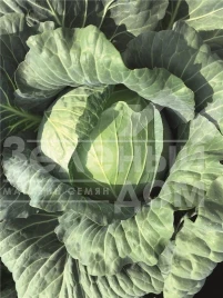 Семена капусты белокочанной Репорт F1 / Report F1,118-120 дней купить оптом и в розницу в Украине по выгодной цене