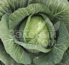 Семена капусты белокочанной Леннокс F1 / Lennox F1,140 дней купить оптом и в розницу в Украине по выгодной цене