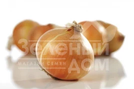 Лук репчатый Дагмар / Dagmar,110-120 дней купить оптом и в розницу в Украине по выгодной цене