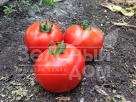 Семена томатов Песадо F1 / Pesado F1,100 дней купить оптом и в розницу в Украине по выгодной цене