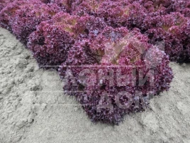 Семена салата Матадор / Matador купить оптом и в розницу в Украине по выгодной цене