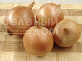 Цибуля ріпчаста Сталагміт F1 / Stalagm F1, 110-115 днів купити оптом і в роздріб в Україні за вигідною ціною
