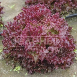 Семена салата Карминова / Karminova купить оптом и в розницу в Украине по выгодной цене