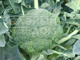 Насіння капусти броколі Аполена F1 / Apolena F1,75-85 днів купити оптом і в роздріб в Україні за вигідною ціною