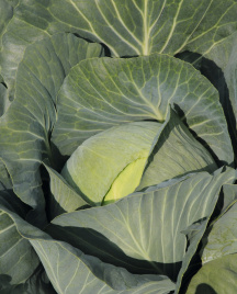 Насіння капусти білокачанної Джубілі F1 / Jubilee F1,130 днів купити оптом і в роздріб в Україні за вигідною ціною