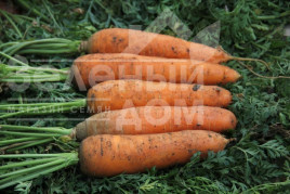 Насіння моркви Грета F1 / Hreta F1 купити оптом і в роздріб в Україні за вигідною ціною