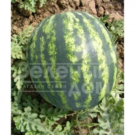 Семена арбуза Фурия F1 / Furia F1 купить оптом и в розницу в Украине по выгодной цене