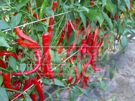Семена горького перца Кози Рог / Kozi Rog купить оптом и в розницу в Украине по выгодной цене